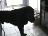 Vido hommage a mon chien scoubidoo
